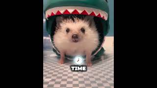 Cutest Hedgehog Moments Ever! 🥰 #caketraining