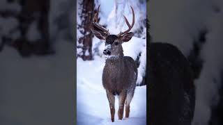 Adorable#Shorts #Cheer #Stunt#howtogetmoreviewsonyoutubechannel #animals