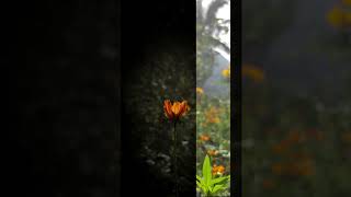 Spring flower #shorts #nyc #love #usa #photography #videography #sunny #spring #springvibes #like