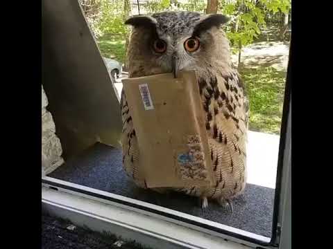 Still waiting for my letter from Hogwarts ...