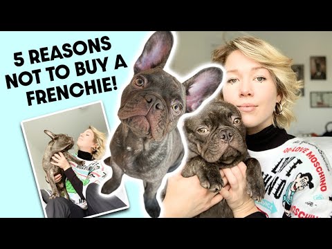Why You Should NEVER Get A French Bulldog!