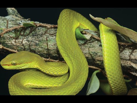 BUSCADOR  de Veneno  / Serpientes y Reptiles HD
