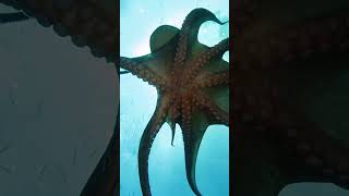 image fact about #octopusdeploy water animal #facts #octopus #fishing #shortsviral #fishyfacts