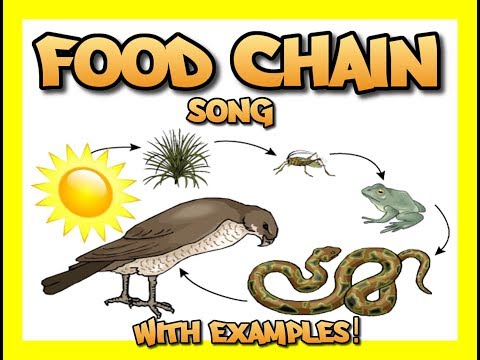 Food Chain song (with several examples)