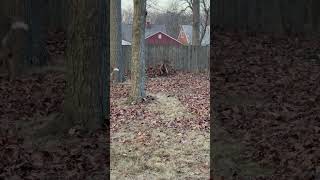Deer zoomies lol