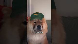 “Chow Chows are the Worst Dogs!”