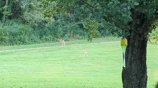 Deer Zoomies in the yard