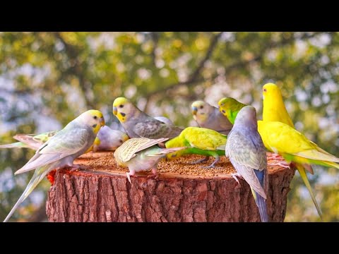 8 Hours of Budgie Best Friends - Mango and Chutney - Singing and Talking Sounds
