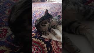 When my cat decided to study with me😍😍#cat #pets #shorts #youtube #youtubeshorts #cute #cutecat