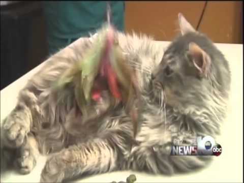 Valentine the frozen cat