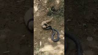 Black Cobra Can't Escape from the Attacks of little Mongoose
