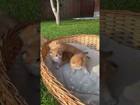 Cute Kittens Playing 🎬✨#SnappyWorld #Shorts #Kittens #CuteCats #FunnyKittens#Cat#Meow#meo#viral