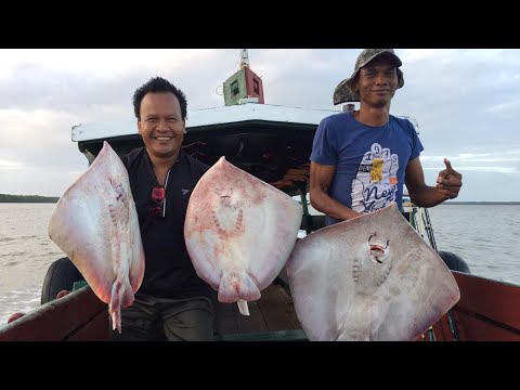Catching Rays in Suriname: Thrilling Stingray Fishing Expedition"