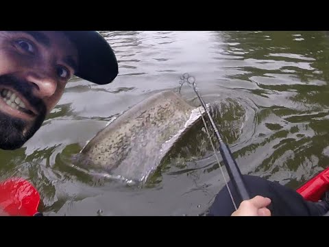 SILURE RECORD EN KAYAK ! COMBAT EXTRÊME !