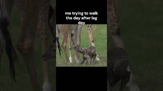 No pain no gain I guess#memes #gym #humor #lifting #fitness