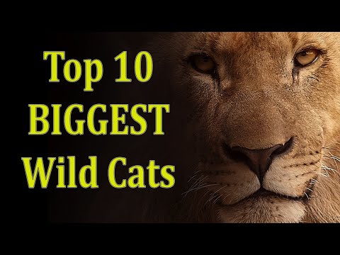 Top 10 biggest wild cats in the world - Largest cats.
