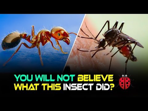 the top 5 deadly insects you don't want to mess with - 5 dangerous bugs in the world