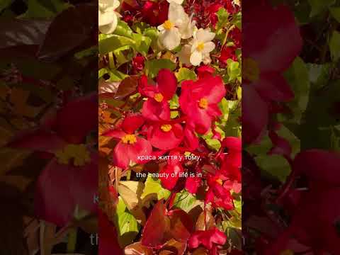 #autumnmagic #fallcolors #inspiredbyautumn #colorfulmoments #beautyaroundus #fallblooms #природа