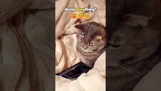 Surviving a Day of Doing Nothing  #fypshorts #cat #petsunited  #kitten #funnycat #lazysong