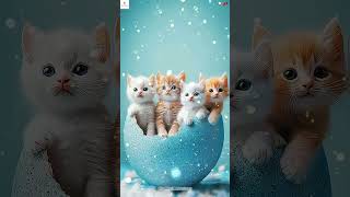 Dudi Dudi Dam Dam || Cute Kitten 😻💫🐾 Viral Song || #cat #cutekittens #cutekitty #viral #kitten