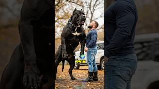 The 4 Most Powerful Dogs in the World #shorts #dog #pets #doglove