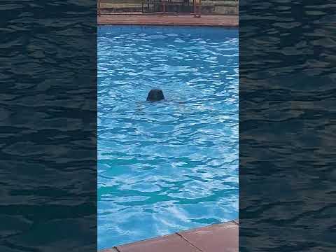 breast stroke swimming