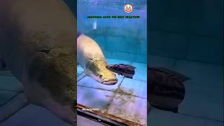 🗣️ ARAPAIMA HAVE THE BEST REACTION..... 🤨REALLY | #shortsfeed #shorts #cat