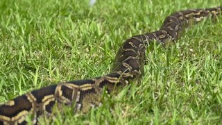 Florida Python Challenge brings hunters to Collier County to target invasive snakes