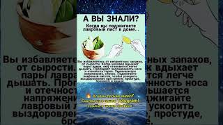 А Вы Знали? Что Когда Вы Поджигаете Лавровый Лист...?