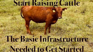 Start Raising Cattle, Basic Infrastructure Needed to Start
