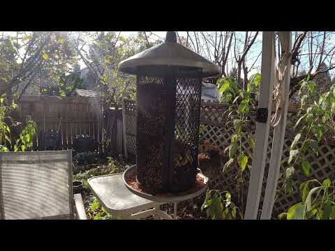 In POCO, Birds in the Back Yard