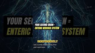 🧠 Your Belly Has a Brain! Mind-blowing science explained...#secondbrain #guthealth #neuroscience