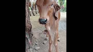 goapi