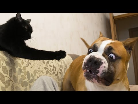 Funniest Animals in The World 🤣 Best Dogs & Cats Videos 2025 🎥