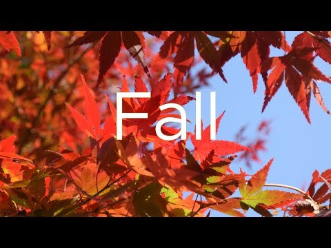 Fall in Winnipeg and Japan