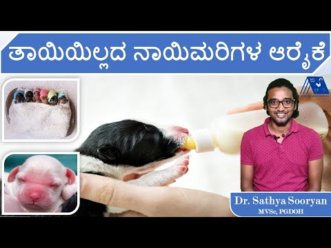 Abandoned Puppy Care You need to know - Dr. Sathya Sooryan - ತಾಯಿಯಿಲ್ಲದ ನಾಯಿಮರಿಗಳ ಆರೈಕೆ