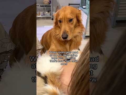 Is that not how it works? #goldenretreiver #dog #dogsofyoutube