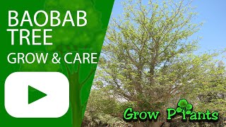 Baobab tree - grow & care (Amazing shade tree)