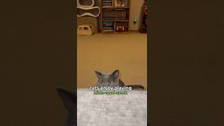Hide and seek with your kitty original content-purrfectinfluencer #cats #catsrule