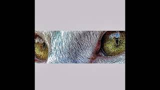 Cat’s Eyes Decay of Stucture & Sharpness