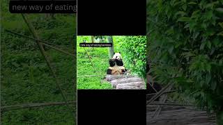 new way of eating bamboo #panda🐼 #pandapanda #pandalovers #pandagram #pandalife #pandafamily