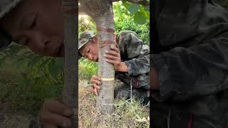Satisfying Process Of Girdling Cherry Tree !