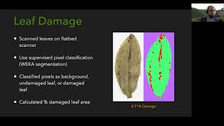 Indirect and Interactive Effects of Climate and Herbivory on Tea (2020-04-09)