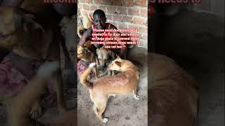 Link in bio GoFundMe #doglover #donate #doghealth #savedogs #photography #viral #heartofadog #viral