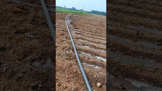 New Irrigation system #agriculture #drip #irrigation #ytshortsindia #trending