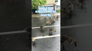 Gaggle of Geese at 5th St & Manila Ave., Jersey City, NJ.🦆🦆 #geese #gaggle