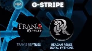 THE GENETIC CANVAS- GENETIC STRIPE BALL PYTHON MUTATION- EP46 w/Special Guest NINJA BALL REPTILES