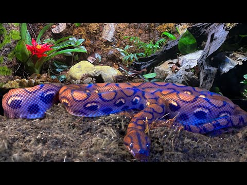 🌿BIOACTIVE VIVARIUM FOR A RAINBOW BOA | TERRAQUAMAN