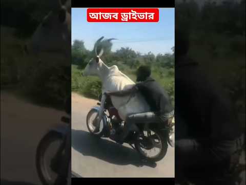 জীবনে প্রথম দেখলাম 😱আজব ড্রাইভার 🤣🤣 #funny #shorts #vairal #funnyvideo #trending