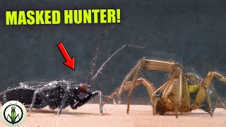 UNBELIEVABLE Encounter: BLACK WIDOW AND ASSASSIN BUG - The BUG That ABSORBS Its PREY!